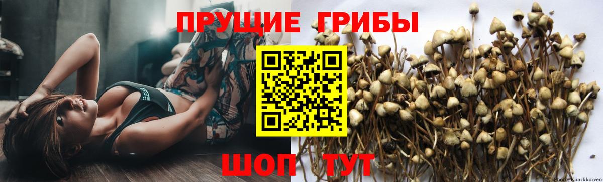 Псилоцибиновые грибы Psilocybe Губкинский